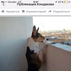 Подробнее об объявлении «Пропала собака Москва» Фото: пропала собака  «Пропала собака Москва» в г. Москва