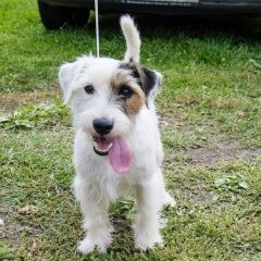 Подробнее об объявлении «Александров Пропала собака кобель джек рассел -жёстик» Фото: пропала собака Джек рассел терьер «Александров Пропала собака кобель джек рассел...» в г. Александров