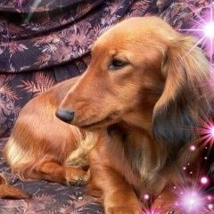 Подробнее об объявлении «Белые Столбы Пропала собака» Фото: пропала собака Такса «Белые Столбы Пропала собака» в г. Белые Столбы