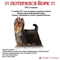 Подробнее об объявлении «Сестрорецк Пропала собака девочка, 31, 12, 2017» Фото: пропала собака Йоркширский терьер «Сестрорецк Пропала собака девочка, 31, 12, 2017» в г. Сестрорецк