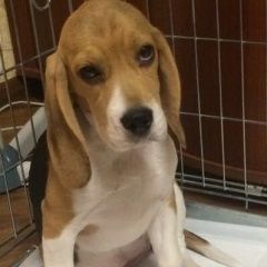 Подробнее об объявлении «Пропала собака Москва» Фото: пропала собака Бигль «Пропала собака Москва» в г. Москва