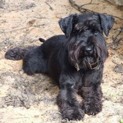 Подробнее об объявлении «Омск Пропала собака» Фото: пропала собака Цвергшнауцер «Омск Пропала собака» в г. Омск