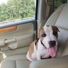 Подробнее об объявлении «Симферополь Пропала собака кобель» Фото: пропала собака Американский стаффордширский терьер «Симферополь Пропала собака кобель» в г. Симферополь