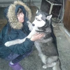Подробнее об объявлении «Омск Пропала собака хаски 9.01» Фото: пропала собака Сибирская хаски «Омск Пропала собака хаски 9.01» в г. Омск
