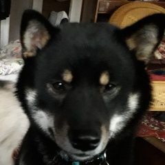 Подробнее об объявлении «Алексин Пропала собака кобель 13 января» Фото: пропала собака  «Алексин Пропала собака кобель 13 января» в г. Алексин