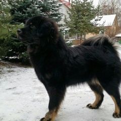 Подробнее об объявлении «Бор Пропала собака подрощенная девочка» Фото: пропала собака  «Бор Пропала собака подрощенная девочка» в г. Бор