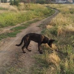 Подробнее об объявлении «Пропала собака кобель помогите найти друга Георгиевск» Фото: пропала собака Немецкая овчарка «Пропала собака кобель помогите найти друга...» в г. Георгиевск