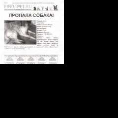 Подробнее об объявлении «Омск Пропала собака окрас белосерый, звонить в любое время» Фото: пропала собака  «Омск Пропала собака окрас белосерый, звонить в...» в г. Омск