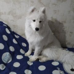 Подробнее об объявлении «Пропала собака Самара» Фото: пропала собака Самоедская лайка «Пропала собака Самара» в г. Самара