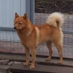 Подробнее об объявлении «Елец Пропала собака рыжая лайка» Фото: пропала собака  «Елец Пропала собака рыжая лайка» в г. Елец