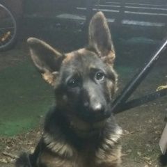 Подробнее об объявлении «Тимашевск Пропала собака немецкая овчарка» Фото: пропала собака Немецкая овчарка «Тимашевск Пропала собака немецкая овчарка» в г. Тимашевск