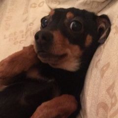 Подробнее об объявлении «Иваново Пропала собака кобель» Фото: пропала собака Русский той-терьер «Иваново Пропала собака кобель» в г. Иваново