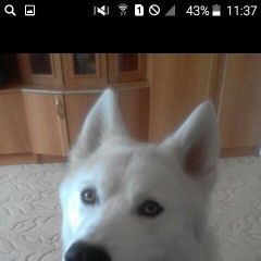 Подробнее об объявлении «Петушки Пропала собака» Фото: пропала собака Сибирская хаски «Петушки Пропала собака» в г. Петушки