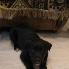 Подробнее об объявлении «Подольск Пропала собака кобель щенок» Фото: пропала собака  «Подольск Пропала собака кобель щенок» в г. Подольск