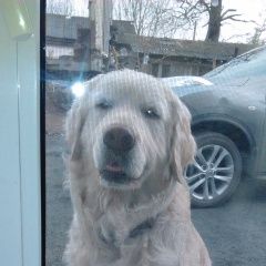 Подробнее об объявлении «Артем Пропала собака кобель золотистый ретривео» Фото: пропала собака Голден ретривер «Артем Пропала собака кобель золотистый ретривео» в г. Артем