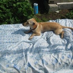 Подробнее об объявлении «Пропала собака Нижний Новгород» Фото: пропала собака Джек рассел терьер «Пропала собака Нижний Новгород» в г. Нижний Новгород