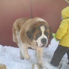 Подробнее об объявлении «Пропала собака ищем собаку за вознаграждение Екатеринбург» Фото: пропала собака  «Пропала собака ищем собаку за вознаграждение...» в г. Екатеринбург
