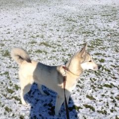 Подробнее об объявлении «Пущино Пропала собака кобель» Фото: пропала собака Сибирская «Пущино Пропала собака кобель» в г. Пущино