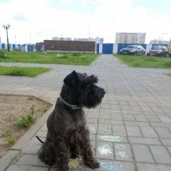 Подробнее об объявлении «Калининград (Кенигсберг) Пропала собака кобель» Фото: пропала собака Цвергшнауцер «Калининград (Кенигсберг) Пропала собака кобель» в г. Калининград (Кенигсберг)