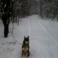 Подробнее об объявлении «Пропала собака Нижний Новгород» Фото: пропала собака Западно-сибирская лайка «Пропала собака Нижний Новгород» в г. Нижний Новгород