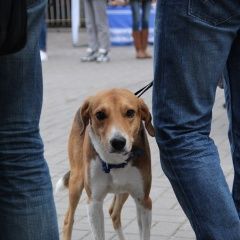 Подробнее об объявлении «Рамонь Пропала собака кобель» Фото: пропала собака  «Рамонь Пропала собака кобель» в г. Рамонь