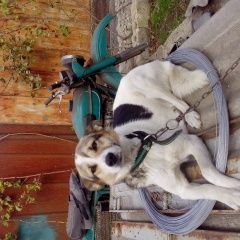 Подробнее об объявлении «Славянск-на-Кубани Пропала собака» Фото: пропала собака  «Славянск-на-Кубани Пропала собака» в г. Славянск-на-Кубани