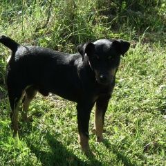 Подробнее об объявлении «Муром Пропала собака кобель» Фото: пропала собака Ягд-терьер «Муром Пропала собака кобель» в г. Муром