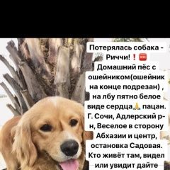 Подробнее об объявлении «Адлер Пропала собака кобель помогите найти» Фото: пропала собака Американский кокер-спаниель «Адлер Пропала собака кобель помогите найти» в г. Адлер