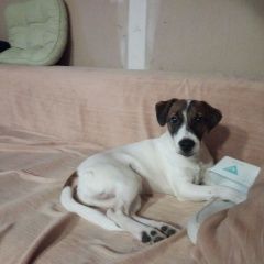 Подробнее об объявлении «Пропала собака кобель Дмитров» Фото: пропала собака  «Пропала собака кобель Дмитров» в г. Дмитров