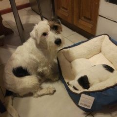 Подробнее об объявлении «Переславль-Залесский Пропала собака кобель жесткошерстный джек рассел» Фото: пропала собака Джек рассел терьер «Переславль-Залесский Пропала собака кобель...» в г. Переславль-Залесский