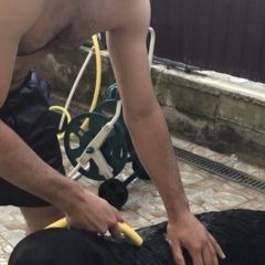 Подробнее об объявлении «Пропала собака кобель Новороссийск» Фото: пропала собака Лабрадор ретривер «Пропала собака кобель Новороссийск» в г. Новороссийск