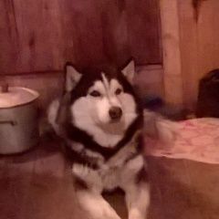 Подробнее об объявлении «Пропала собака кобель хаски Кемерово» Фото: пропала собака Сибирская хаски «Пропала собака кобель хаски Кемерово» в г. Кемерово