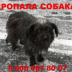Подробнее об объявлении «Пропала собака Москва» Фото: пропала собака  «Пропала собака Москва» в г. Москва