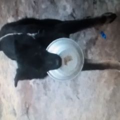 Подробнее об объявлении «Городище (Волгоградская обл.) Пропала собака кобель помогите найти собаку.» Фото: пропала собака Немецкая овчарка «Городище (Волгоградская обл.) Пропала собака...» в г. Городище (Волгоградская обл.)