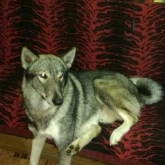 Подробнее об объявлении «Угра Пропала собака кобель потерялась з.с. лайка, кобель.темно серы» Фото: пропала собака Западно-сибирская лайка «Угра Пропала собака кобель потерялась з.с....» в г. Угра