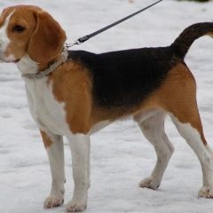 Подробнее об объявлении «Пропала собака кобель Нижний Новгород» Фото: пропала собака Бигль «Пропала собака кобель Нижний Новгород» в г. Нижний Новгород
