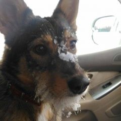 Подробнее об объявлении «Хабаровск Пропала собака» Фото: пропала собака  «Хабаровск Пропала собака» в г. Хабаровск