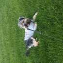 Подробнее об объявлении «Анапа Пропала собака кобель в сукко» Фото: пропала собака Йоркширский терьер «Анапа Пропала собака кобель в сукко» в г. Анапа