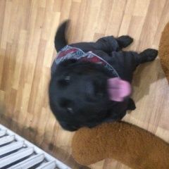 Подробнее об объявлении «Пропала собака Нижний Новгород» Фото: пропала собака Лабрадор ретривер «Пропала собака Нижний Новгород» в г. Нижний Новгород