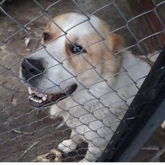 Подробнее об объявлении «Алматы (Алма-Ата) Пропала собака кобель» Фото: пропала собака  «Алматы (Алма-Ата) Пропала собака кобель» в г. Алматы (Алма-Ата)