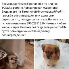 Подробнее об объявлении «Ейск Пропала собака кобель помогите найти собаку» Фото: пропала собака  «Ейск Пропала собака кобель помогите найти собаку» в г. Ейск