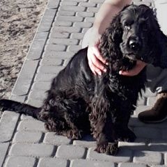 Подробнее об объявлении «Пропала собака кобель 4.01 чёрный спаниель с длинным хвостом Орехово-Зуево» Фото: пропала собака Английский кокер-спаниель «Пропала собака кобель 4.01 чёрный спаниель с...» в г. Орехово-Зуево