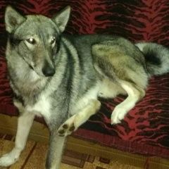 Подробнее об объявлении «Угра Пропала собака кобель потерялась з.с. лайка» Фото: пропала собака Западно-сибирская лайка «Угра Пропала собака кобель потерялась з.с. лайка» в г. Угра