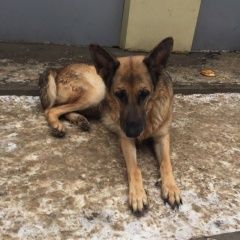 Подробнее об объявлении «Подольск Пропала собака немецкая овчарка» Фото: пропала собака Немецкая овчарка «Подольск Пропала собака немецкая овчарка» в г. Подольск