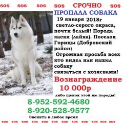 Подробнее об объявлении «Пропала собака кобель Липецк» Фото: пропала собака Сибирская хаски «Пропала собака кобель Липецк» в г. Липецк