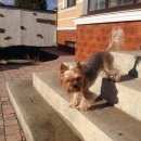 Подробнее об объявлении «Пропала собака Симферополь» Фото: пропала собака Йоркширский терьер «Пропала собака Симферополь» в г. Симферополь