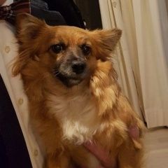 Подробнее об объявлении «Пропала собака Троицк» Фото: пропала собака Чихуахуа «Пропала собака Троицк» в г. Троицк