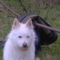 Подробнее об объявлении «Софрино Пропала собака кобель мальчик, небольшой беленький в» Фото: пропала собака  «Софрино Пропала собака кобель мальчик,...» в г. Софрино