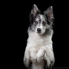 Подробнее об объявлении «Великий Новгород (Новгород) Пропала собака кобель бордер колли собака в стрессе» Фото: пропала собака Бордер колли «Великий Новгород (Новгород) Пропала собака...» в г. Великий Новгород (Новгород)