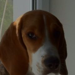 Подробнее об объявлении «Пропала собака кобель Владикавказ» Фото: пропала собака Бигль «Пропала собака кобель Владикавказ» в г. Владикавказ